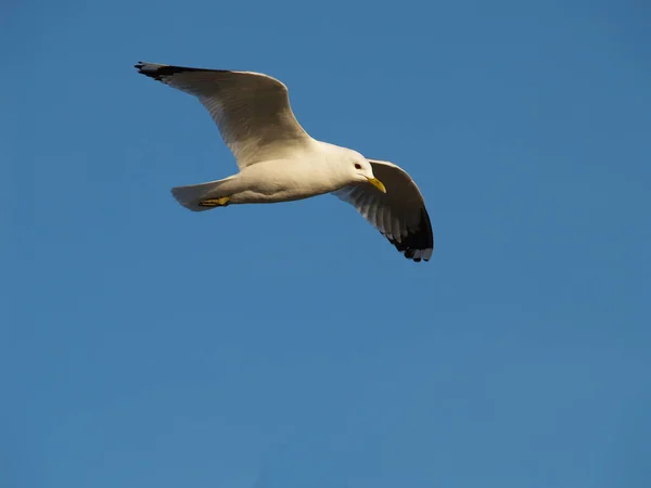 Vista Panorâmica Belas Aves Gaivotas Natureza — Fotografia de Stock