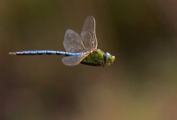 Libelleninsekt Odonata Und Fauna — Stockfoto