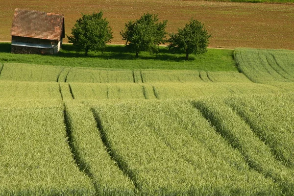 Hut Getreidefeld — Stock Photo, Image