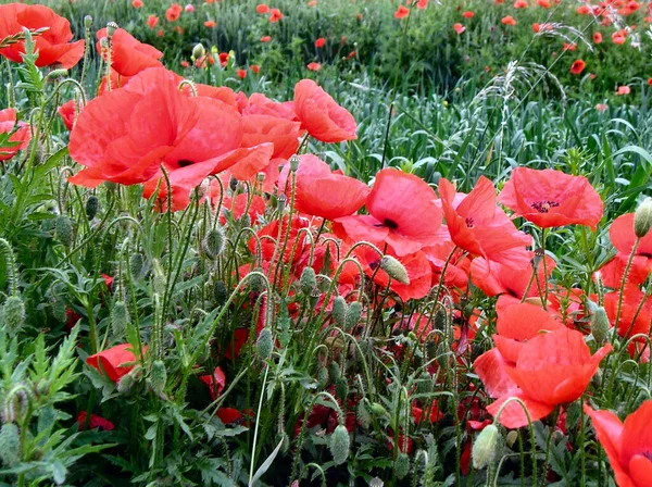 フィールドポピーの花赤い花の花びら — ストック写真