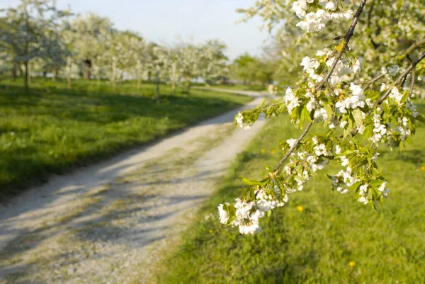 Kirschbaumblüte Blumen Frühling — Stockfoto