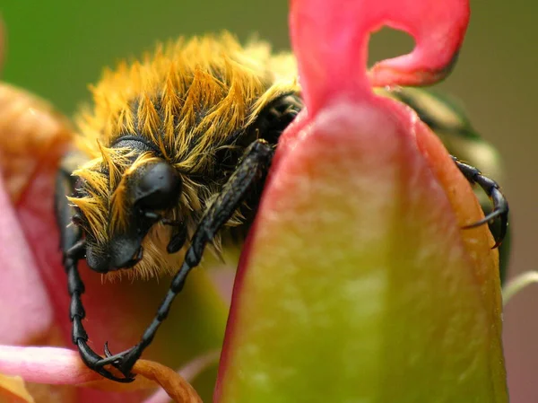 Closeup View Bug Nature — Stock Photo, Image