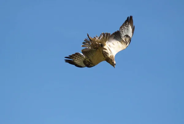 Observación Aves Lindo Pájaro Naturaleza Salvaje — Foto de Stock