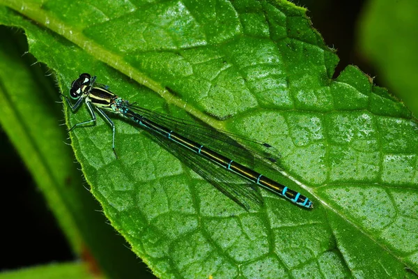 Vue Rapprochée Insecte Nature — Photo