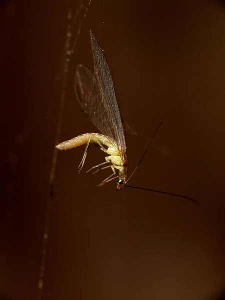 Fångad Spindelnätet — Stockfoto