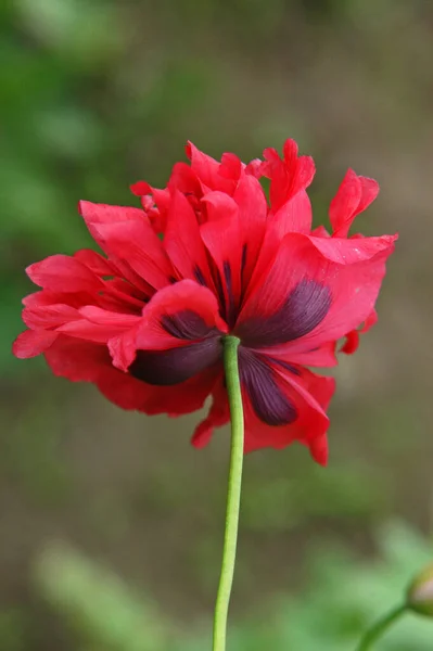 Field Flora Poppy Glower Botany Concept — Stock Photo, Image