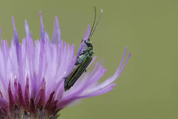 Macro Réception Scarabée Dans Une Fleur — Photo