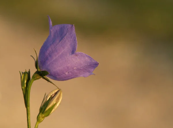 Красивые Летние Луговые Цветы Флора Листва — стоковое фото