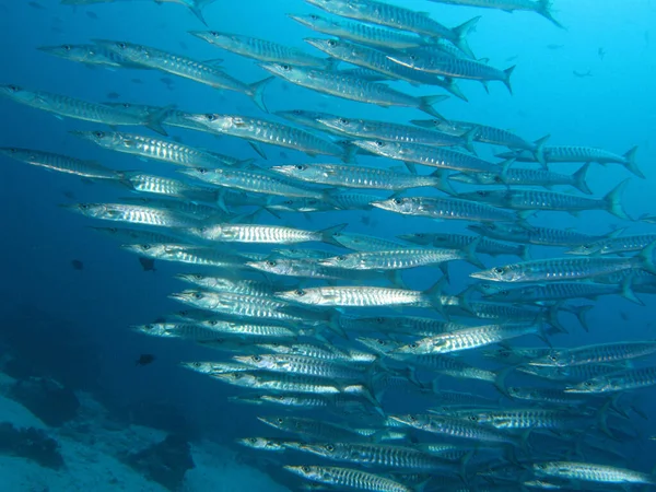 Onderwaterfoto Van Een Vis Blauwe Zee — Stockfoto