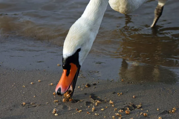 雄大な白鳥の自然景観 — ストック写真