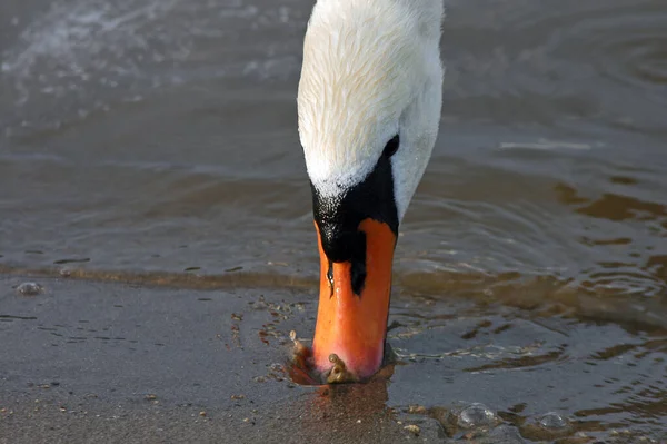 Scenic View Majestic Swan Nature — Stock Photo, Image