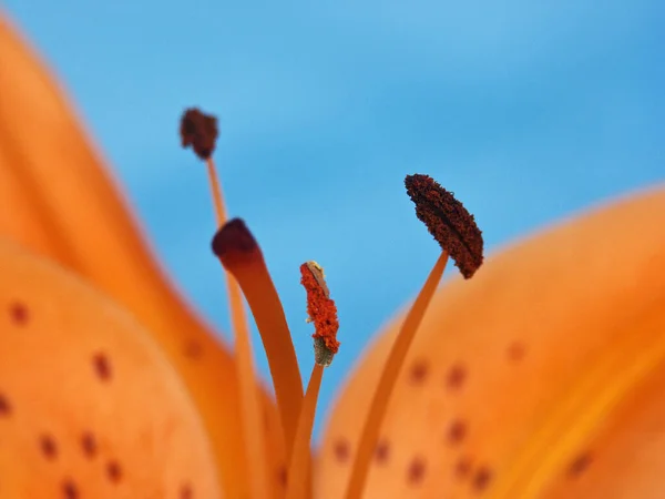 Bela Flora Botânica Pétalas Flores Lírio — Fotografia de Stock