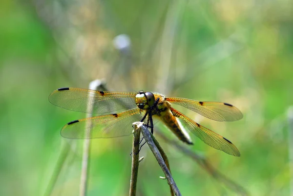 Close Zicht Insect Natuur — Stockfoto