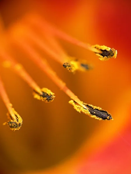 Estampación Una Flor Diurna —  Fotos de Stock