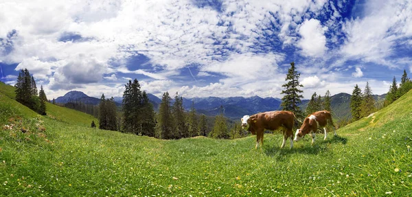 Senik Manzaralı Görkemli Alpler Manzarası — Stok fotoğraf