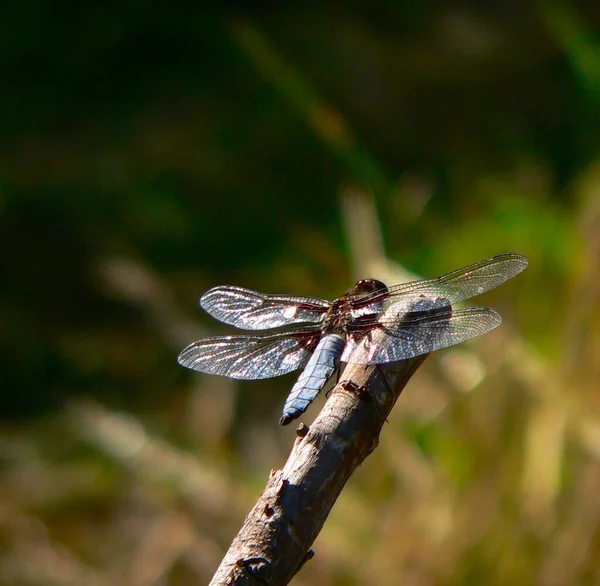 Nahaufnahme Von Wanzen Der Wilden Natur — Stockfoto