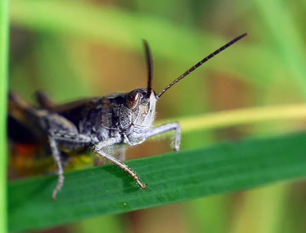 Closeup Macro View Grasshopper Insect — Stock Photo, Image