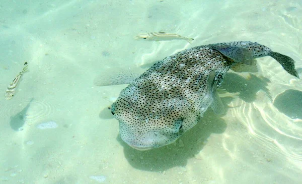 Рыбы Фугу Море Водой Морские Животные — стоковое фото