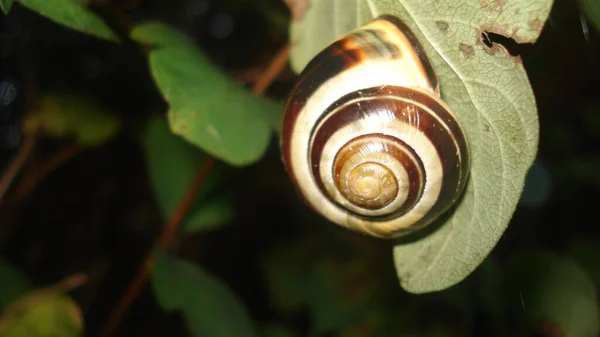 Snail Helix Pomatia Invertebrate Mollusk — Stock Photo, Image