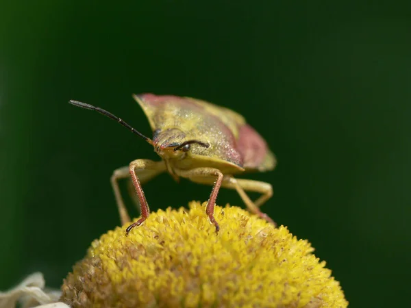 Primo Piano Bug Natura Selvaggia — Foto Stock