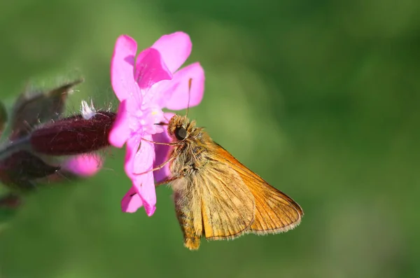 Kleiner Schmetterling Auf Blume Wildniskonzept — Stockfoto