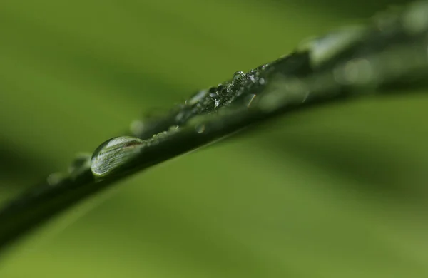 Erba Verde Con Gocce Acqua — Foto Stock