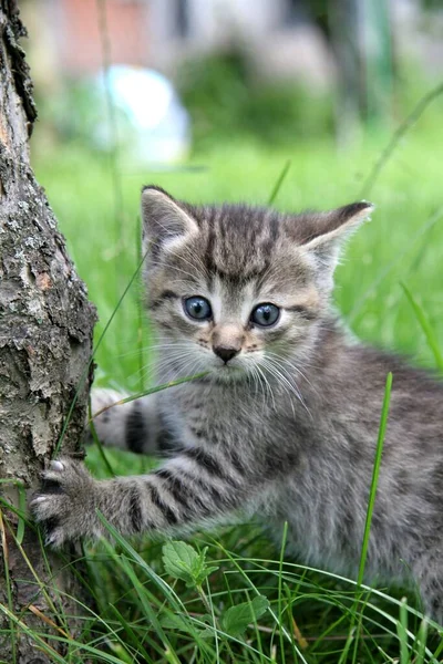 Petit Chaton Dans Herbe — Photo