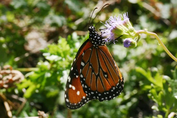 Piccola Farfalla Sul Fiore Concetto Natura Selvaggia — Foto Stock