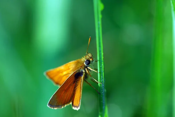 野生の自然界での虫の接近 — ストック写真