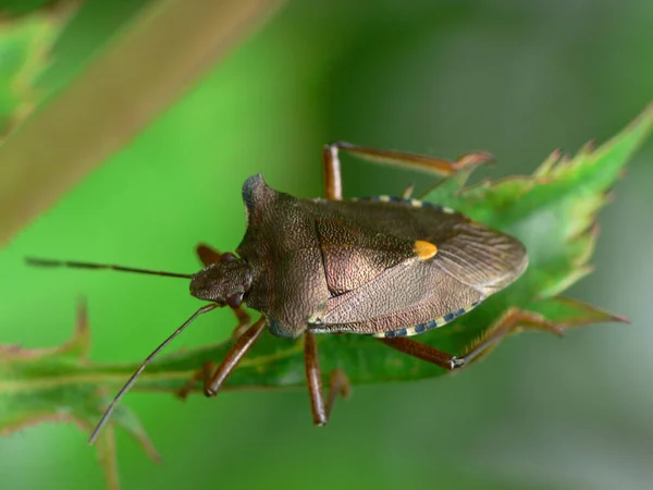 Top Bruin Met Kleuren Helderder Het Voorjaar Zomer Maar Donkerder — Stockfoto