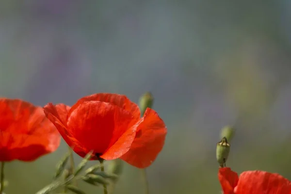 Field Flora Poppy Glower Botany Concept — Stock Photo, Image