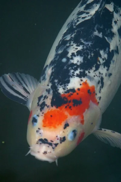 Ikan Koi Ikan Danau Asia — Stok Foto