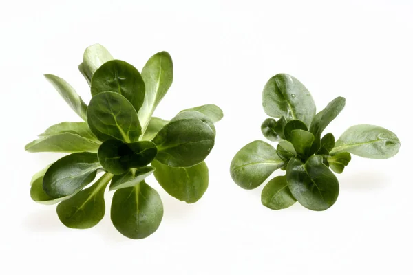 Closeup View Fresh Tasty Salad — Stock Photo, Image