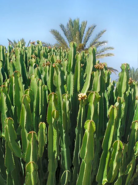 Planta Tropical Flora Botánica Cactus — Foto de Stock