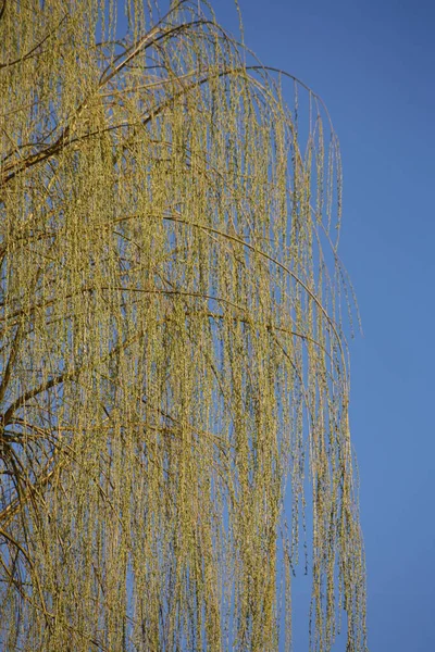 公園内の木々を眺め — ストック写真