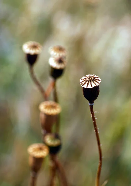 Vallmo Blommor Kapslar Flora — Stockfoto