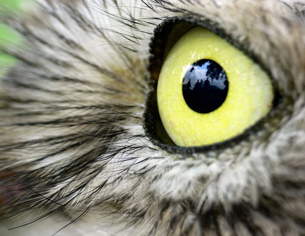 Closeup Cute Owl Wild Nature — Stock Photo, Image