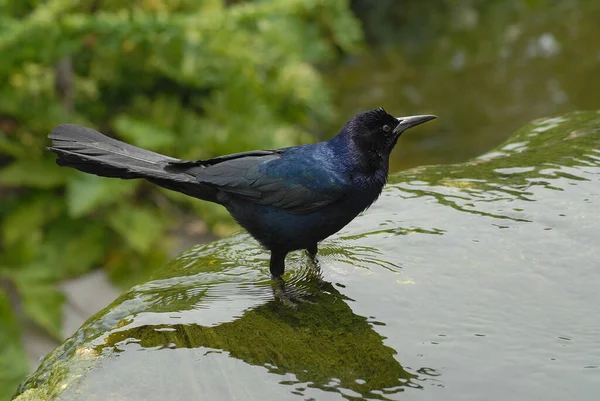 Tal Vez Pueda Ayudar Que Pájaro — Foto de Stock