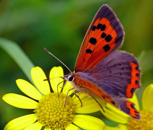 Small Butterfly Flower Wildness Concept — Stock Photo, Image