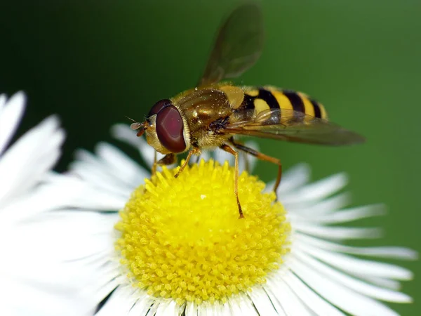 自然界における昆虫の密接な眺め — ストック写真