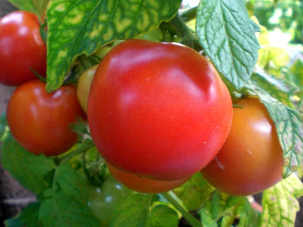 Röda Tomater Grenen — Stockfoto