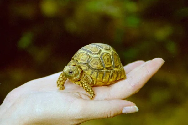 Primer Plano Los Animales Zoológico — Foto de Stock