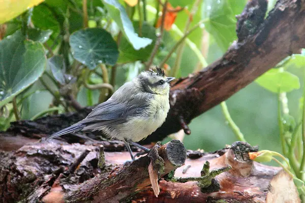 鳥類学者によると ショーの興奮の隆起した頭の毛 これは食べ物についてです しかし 青は濡れている — ストック写真