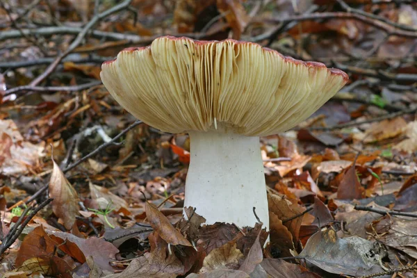 Cogumelos Fungos Plantas Florestais Botânica Flora — Fotografia de Stock