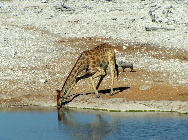 Esta Jirafa Permaneció Inmóvil Estanque Agua Durante Mucho Tiempo Observó — Foto de Stock