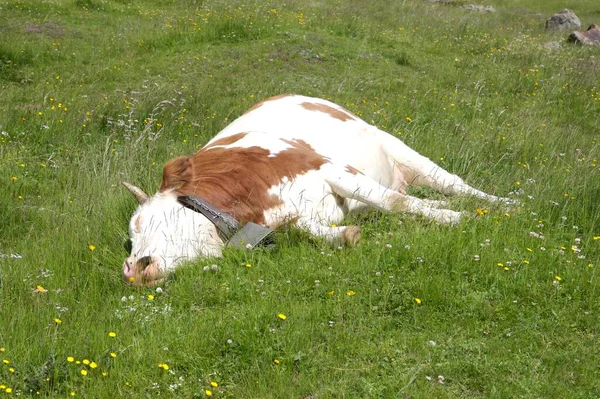 Жить Молочная Корова Сочный Альпийский Луг Комфортно Уложенный Траве — стоковое фото