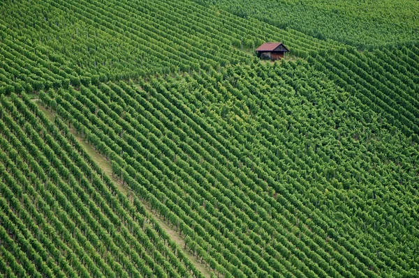 Plantacja Winnic Rolnictwo — Zdjęcie stockowe