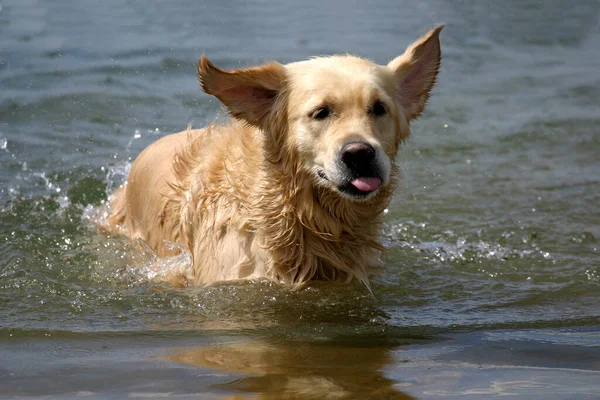 Porträtt Söt Hund — Stockfoto