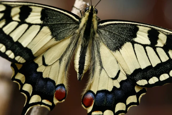 Coda Forcuta Appena Nata — Foto Stock