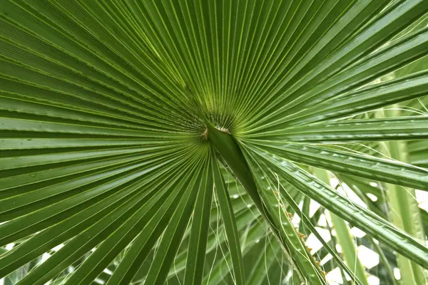 Hermoso Plano Botánico Fondo Pantalla Natural —  Fotos de Stock